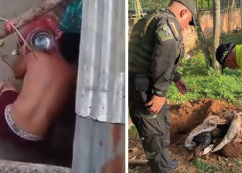 Indignación en Bucaramanga por brutal maltrato a perrita en Betania: Alcaldía promete judicializar al agresor