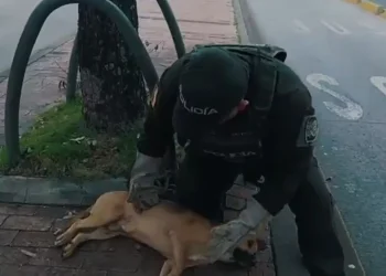 Nuevo caso de maltrato animal: canino atropellado y abandonado
