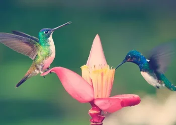 Colombia volvió a liderar el conteo mundial de aves en el Global Big Day 2026