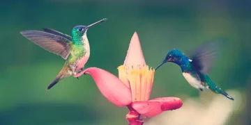 Colombia volvió a liderar el conteo mundial de aves en el Global Big Day 2026