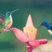 Colombia volvió a liderar el conteo mundial de aves en el Global Big Day 2026