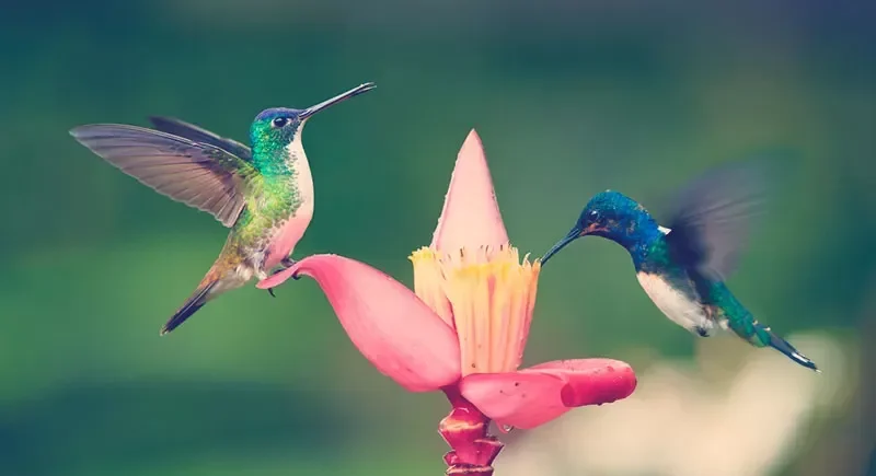 Colombia volvió a liderar el conteo mundial de aves en el Global Big Day 2026