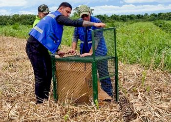 Más de 120 animales silvestres volvieron a la naturaleza en Santander tras procesos de recuperación
