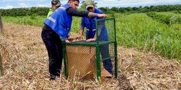 Más de 120 animales silvestres volvieron a la naturaleza en Santander tras procesos de recuperación