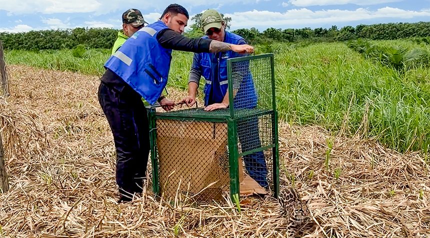 Más de 120 animales silvestres volvieron a la naturaleza en Santander tras procesos de recuperación