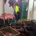 Capturan a 10 personas por presunta venta ilegal de carne de caballo en Bucaramanga