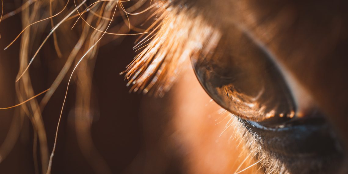 La Corte Constitucional cambia las reglas de la tracción animal para el turismo