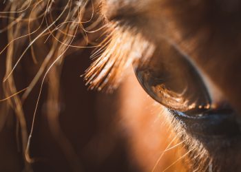 La Corte Constitucional cambia las reglas de la tracción animal para el turismo