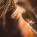 La Corte Constitucional cambia las reglas de la tracción animal para el turismo