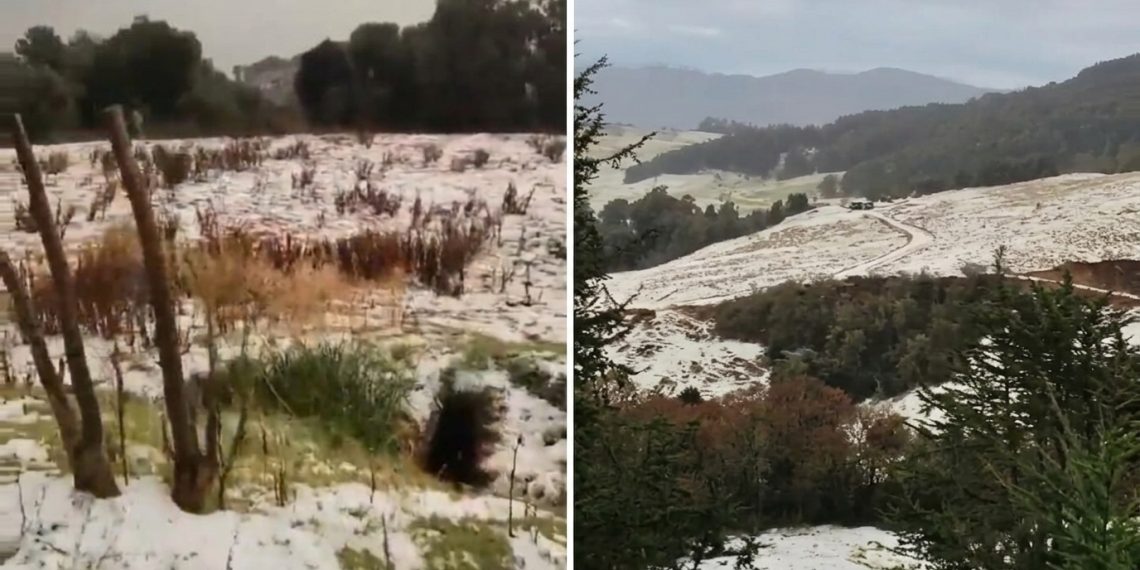 Granizada golpea cultivos en Guaca y deja pérdidas millonarias para los campesinos